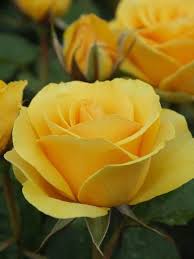 ✓ free for commercial use ✓ high quality images. 63 Best Friendship Rose Ideas Friendship Rose Rose Yellow Roses