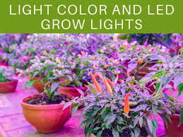 We did not find results for: How Far Away Should Led Grow Lights Be From Plants Greenhouse Today