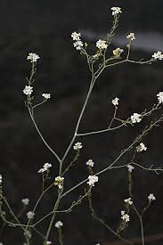 Image result for Crambe hispanica