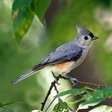 Maybe you would like to learn more about one of these? Tufted Titmouse Wikipedia