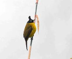 Emas menjadi sesuatu hal yang bernilai. Fauna Identitas Kota Dan Kabupaten Di Jawa Tengah Alamendah S Blog