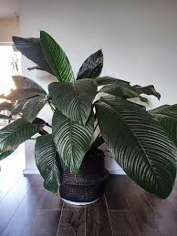 Spathiphyllum is a genus of about 47 species of monocotyledonous flowering plants in the family araceae, native to tropical regions of the americas and southeastern asia. Spathiphyllum Domino Care Images And Videos Chooseyourplant