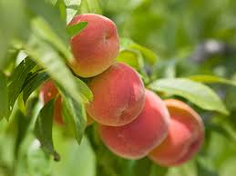 PEACHES ile ilgili gÃ¶rsel sonucu