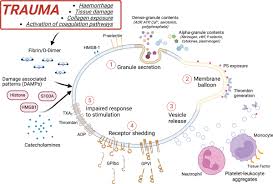 Image result for Platelet Dysfunction