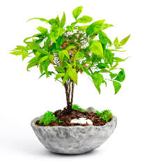 Evleri, ofisleri ve iç mekanları süsleyen, en güzel bitkilerden biridir. Unique Serisi Nandina Bonsai