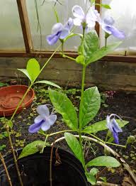 Image result for Clerodendrum buchneri