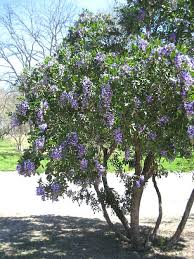 Your flowering texas tree stock images are ready. Mescalbean Sophora Secundiflora