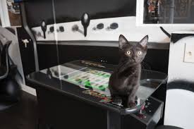 Welcome to the black cat cafe. The Catcade Chicago Cat Cafe Rescue And Lounge