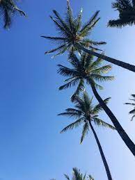 Palm Trees And Sunscreen Palm Trees What Is Life About Live Beautifully
