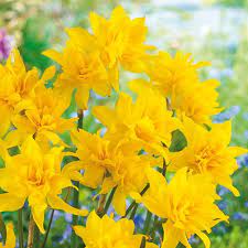 Daffodil x odorus plenus narciss med dubbla doftande blommor. Double Campernelle Daffodil Brecksbulbs Ca