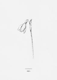 Inkylines Botanic Flower Drawing Botanical Drawings Floral Drawing