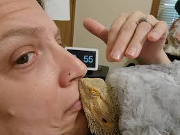 Bearded dragon affection and cuddling moments with owners