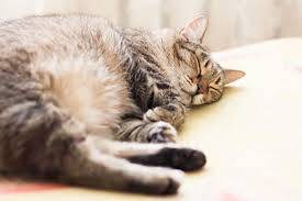 A cat that is skin and bones is just as unhealthy as an obese feline, so you need to help your cat to gain back the weight it has lost. Simple Ways To Help Your Cat Lose Weight Hill S Pet