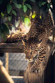Jaguar In The Trees Jaguar Animal Animals Wild Cats
