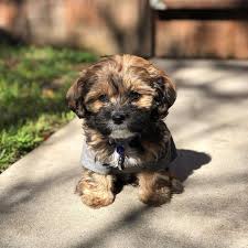 Chihuahua/shitzu puppies ( ) pic hide this posting restore restore this posting. 20 Uniquely Adorable Shih Tzu Mixes You Should Consider For Your Next Pet