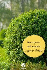 Liguster Arten Immergrune Robuste Liguster Hecken Plantura In 2020 Liguster Immergrune Straucher Immergrune Pflanzen