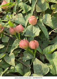 Image result for Merremia emarginata