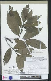 Image result for Annickia