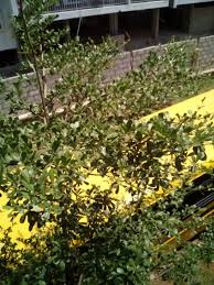 Image result for Terminalia neotaliala