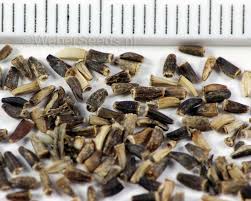 Image result for Cichorium