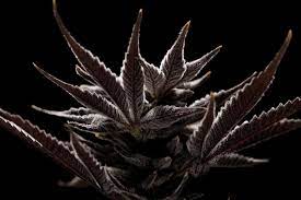 Maybe you would like to learn more about one of these? Flower Home Facebook