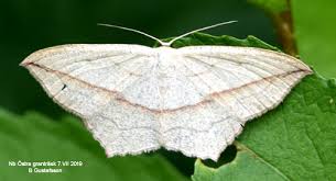 Image result for Timandra griseata