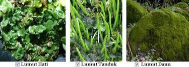 Contoh Gambar Tumbuhan Lumut Daun Gambar Gambar Tumbuhan