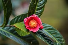 Image result for Theaceae