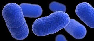 Bakteri Definisi Karakteristik Bentuk Dan Contoh Lactobacillus Acidophilus Clostridium Botulinum Membran Sel