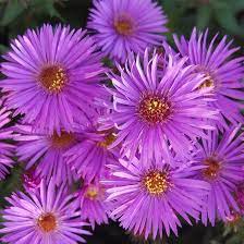 Top 15 Most Beautiful Aster Flowers Aster Flower Edging Plants Plants