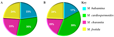 Image result for Momordica cardiospermoides