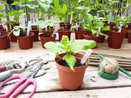 Choose from hundreds of free sunflower pictures. Teddy Bear Sunflower How To Sow Grow And Care For Images And Guide