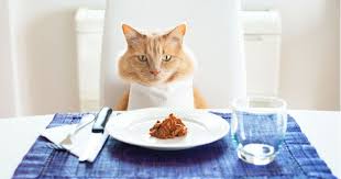 Pour La Journee Internationale Du Chat Faites Leur Plaisir En Preparant Des Croquettes Ou De Nourriture Pour Chat Faite Maison Croquettes Croquette Pour Chat