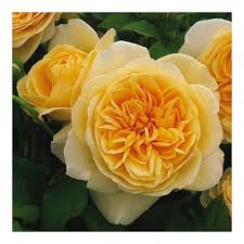 Here's a pic from may 15th. Buy David Austin English Roses Teasing Georgia Online In Philippines B00oacn9r0