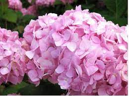 Hydrangeas Are Crazy Mine Start Out This Color Turn Blue Later In The Summer And Right Before Fall They T Pink Flowers Pink Flower Pictures Pink Hydrangea