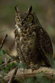 Great Horned Owl Bubo Virginianus Picture 2 Of 25 In Virginianus Great Horned Owl Owl Owl Photography