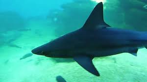 Haie im aquarium im vorraum der disco summer garden in konakli bei alanya. Deep Blue Geniales Hai Aquarium Auf Mallorca Youtube