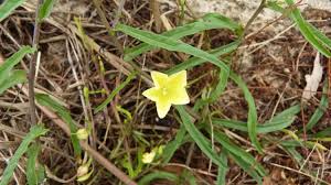 Image result for Xenostegia tridentata