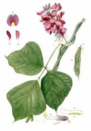 Image result for Pueraria