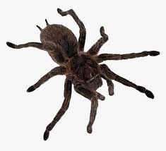 But for most species, the toxicity is similar to that of a bee sting. Spider Spiderweb Creepy Cute Tarantula Goth Tarantula Png Transparent Png Kindpng