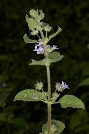 Image result for Mesosphaerum suaveolens