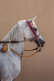 Check spelling or type a new query. The Horses That Changed History Wsj