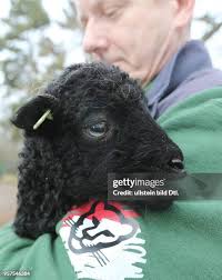 4,643 Lamm Stock Photos, High-Res Pictures, and Images