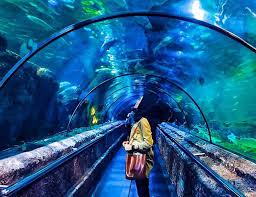 Seaworld Ancol Harga Tiket Aktivitas Jam Buka Agustus 2019 Karena konsep wisata ini tidak hanya sebagai. seaworld ancol harga tiket aktivitas