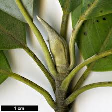 Image result for Mechowia grandiflora