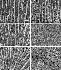 Image result for Monanthotaxis poggei