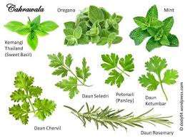 Meski hanya sebagai pelengkap makanan, daun ketumbar ini memiliki beberapa manfaat untuk kesehatan. X El Dee On Twitter