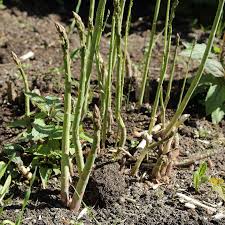 Image result for Asparagus flavicaulis