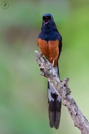  26th July White Rumped Shama In Action Another One By Indian Photography King Ram Mallya Burung Cantik Murai Piaraan