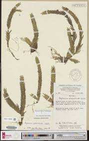 Image result for Angraecum moandense